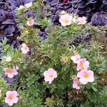 Лапчатка кустарниковая ‘Pink Queen’ (Potentillla fruticosa ‘Pink Queen’)